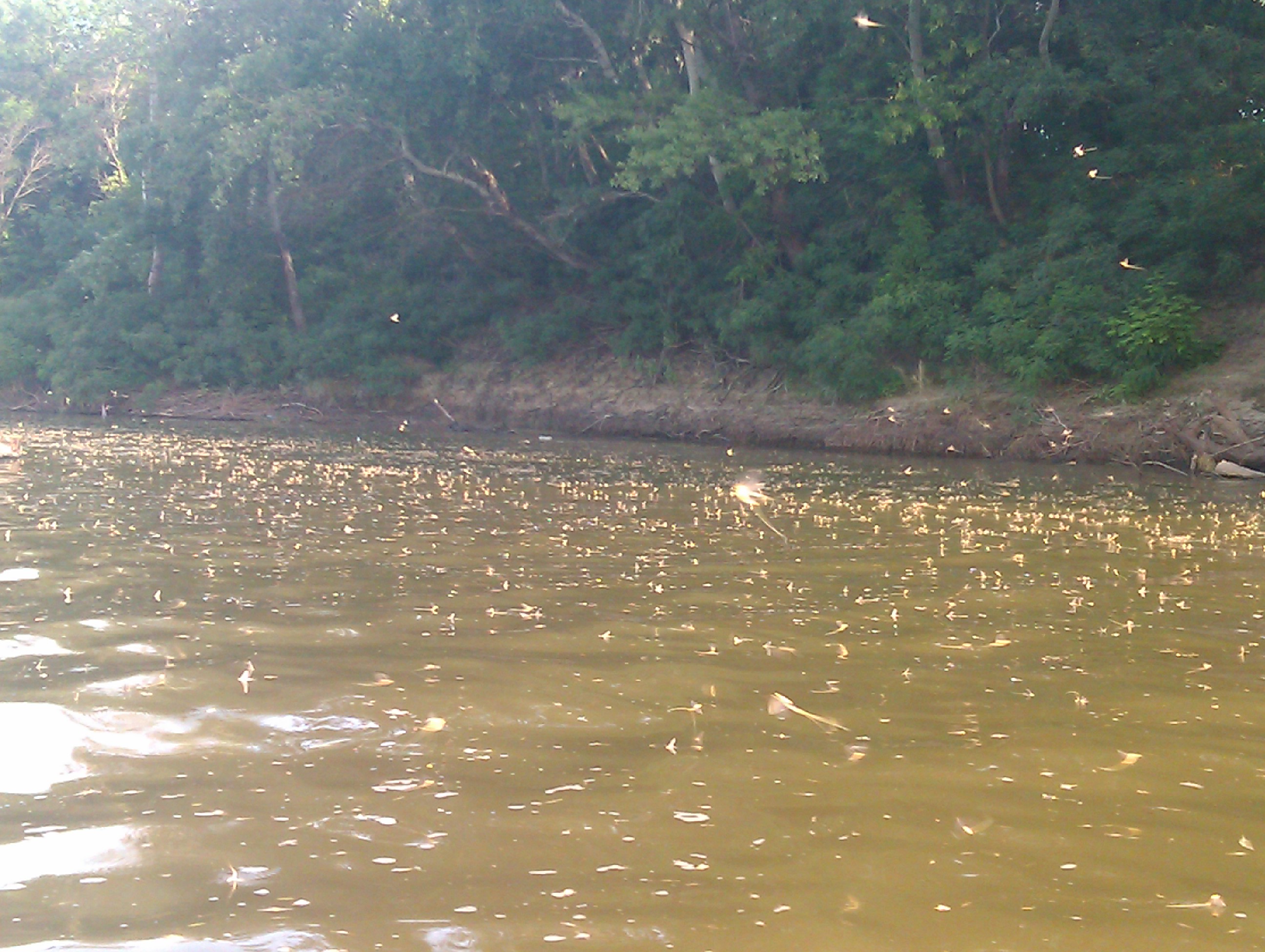 IMAG0012.jpg