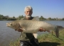 Feeder Carp