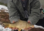 masterbih-carp-zimski-fider