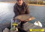 masterbih-deverika-feeder-carp